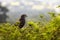 A martial eagle, Polemaetus bellicosus, perched in a tree in Queen Elizabeth National Park, Uganda. This large eagle is now an