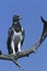 Martial Eagle (Polemaetus bellicosus) perching on branch