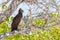 Martial eagle polemaetus bellicosus sitting on tree
