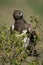 Martial eagle sits in bush turning head