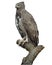 Martial eagle standing hand draw vector.