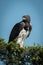 Martial eagle turns head on leafy bush