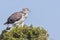 Martial Eagle - Youngster