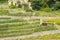 Martigny (Switzerland) - Vineyards