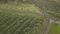 Martinique banana field