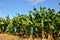 Martinique, banana plantation in Le Vauclin in West Indies