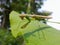 Martis Religiosa, praying mantis