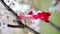 A martisor hanging on a tree branch with