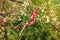 Martisor on a tree