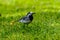 Martlet catching flies for food in summer meadow