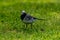 Martlet catching flies for food in summer meadow