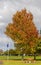 Marton Park Autumn Tree
