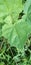 Martynia annua  green leaf , use full tropical plant