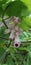 Martynia annua pink colour flower and green leaf useful tropical plant