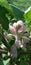 Martynia annua | Sesamum indicum