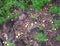 MARULA FRUIT ON THE GROUND BETWEEN ROCKS AND YOUNG KHAKI BUSH WEEDS