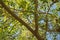 Marula tree branches