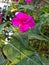 Marvel of peru flower stock photos