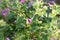 Marvel of Peru flowers Mirabilis jalapa