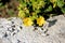 Marvel of Peru or Mirabilis jalapa long-lived perennial herb with oblong leaves and tubular yellow flowers with long stamens