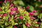 Marvel of Peru or Mirabilis jalapa perennial herb with closed tubular dark pink flowers surrounded with green leaves in local