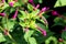 Marvel of Peru or Mirabilis jalapa perennial plant with egg shaped oblong leaves and tubular pink flowers with long stamens