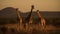 Marvel at the resplendent sight of multiple giraffes dotted across the savannah, their tall figures and distinctive patterns