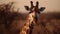 Marvel at the sublime beauty of a solitary giraffe against the backdrop of the savannah\'s golden hues