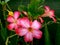 Marvellous Desert roses, Adenium, in the tropical sun in a garden in Darwin, NT Australia