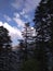 A marvellous panoramic view of Deodar conifer trees