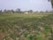 A marvellous seasonal panoramic snapshot of ploughed and planted some green crops agricultural fields