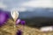 Marvelous blooming amazing first bright violet and white crocuses growing on steep hill. Blurred view of mountains and forest in