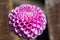 Marvelous pink dahlia pinnata flower