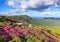 Marvelous pink rhododendrons on the summer mountains. Blue sky with clouds in sunny day