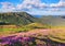 Marvelous pink rhododendrons on the summer mountains. Blue sky with clouds in sunny day