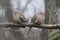 Marvelous Sleeping Mourning Dove Pair on a Branch