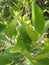 A marvelous snapshot of a decorative plant of small oranges with shining green leaves