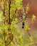 Marvelous Spatuletail Hummingbird