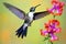 a marvelous spatuletail hummingbird in flight near brightly colored flowers