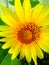 Marvelous Sunshine Yellow Sunflower Blossoming Beauty