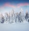 Marvelous winter sunrise in Carpathian mountains with snow cower