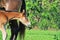 Marwari chestnut colt with mom