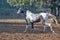 Marwari colt  running at freedom at morning.  India