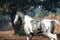 Marwari grey piebald colt  running at freedom at morning.  India. close up