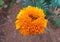 Mary gold flower/Daspethiya flower - orange - natural fragrant flower in Sri Lanka