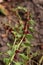 Mary multifoliate  Zhminda  strawberry spinach (Chenopodium capitatum)