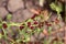 Mary multifoliate, Zhminda, strawberry spinach (Chenopodium capitatum)