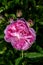 Mary Rose Flower