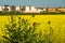 Mary thistle against a field of rapeseed