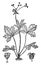 Maryland Black Snakeroot vintage illustration